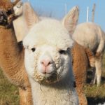 Alpakahof Ausham - Freizeit und Produkte mit und von Alpakas